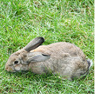 hase