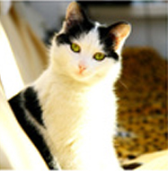 katze