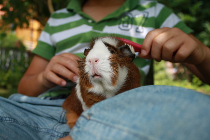 Die Pflege bei Meerschweinchen